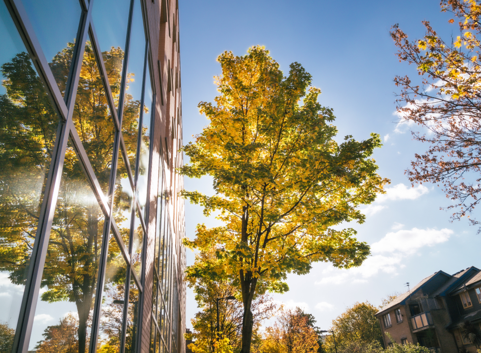 An urban tree in sunlight