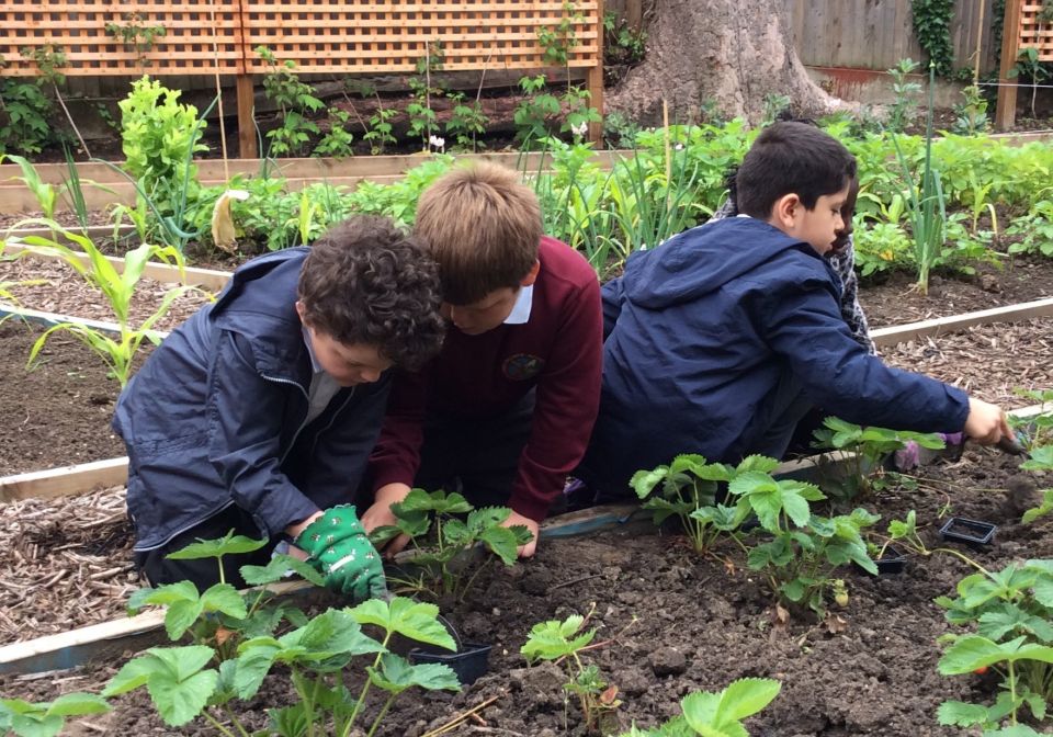 Children Edible Playground