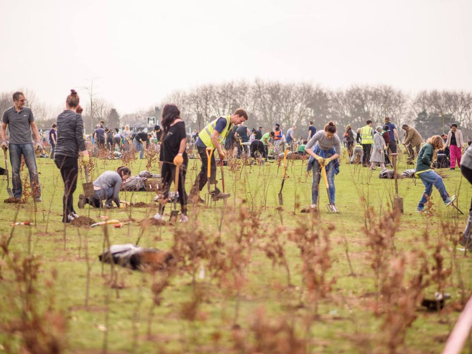 Help us plant 25,000 trees in London!
