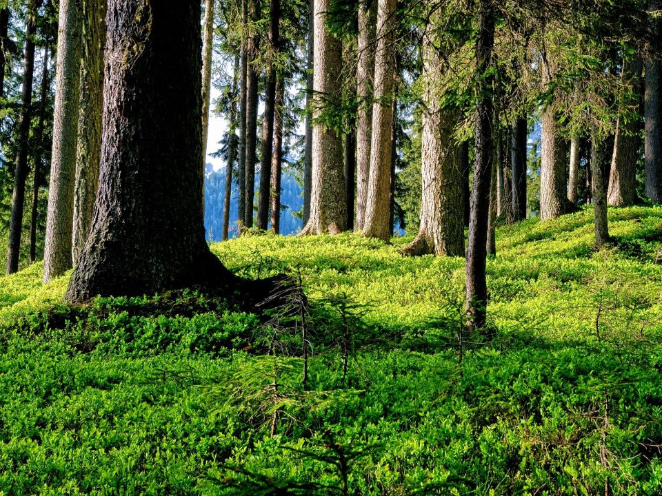 The “Ribbon of Trees” 50 million strong, ready to make real impact