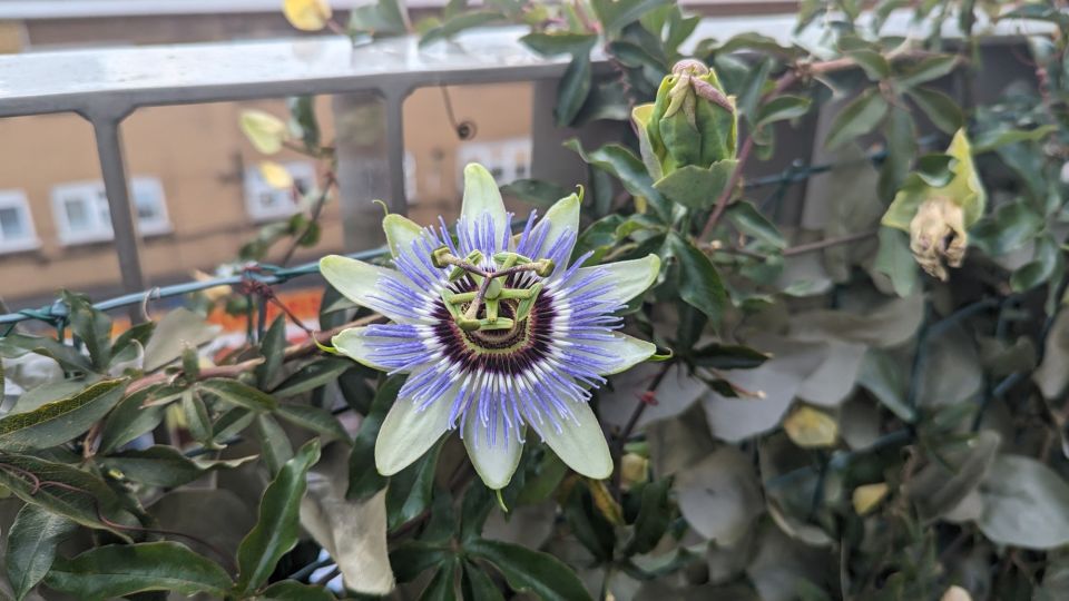 passion flower climbing up a fence with buildings in the background