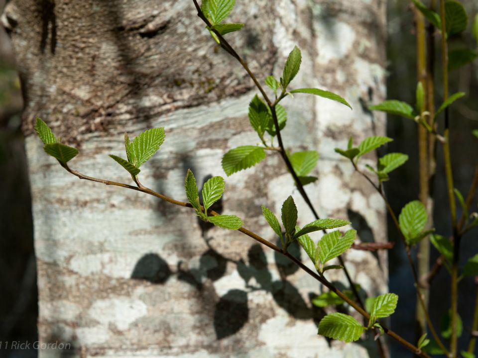 Intreeducing: the Alder – a super hero tree pioneer!