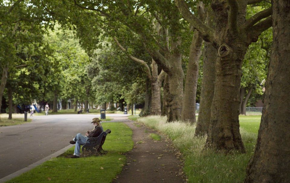 A row of mature trees in an urban park, with an elderly man sitting on a bench