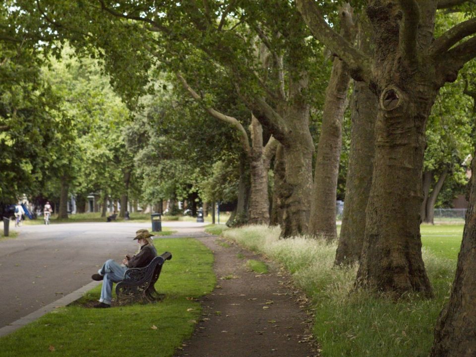 A row of mature trees in an urban park, with an elderly man sitting on a bench