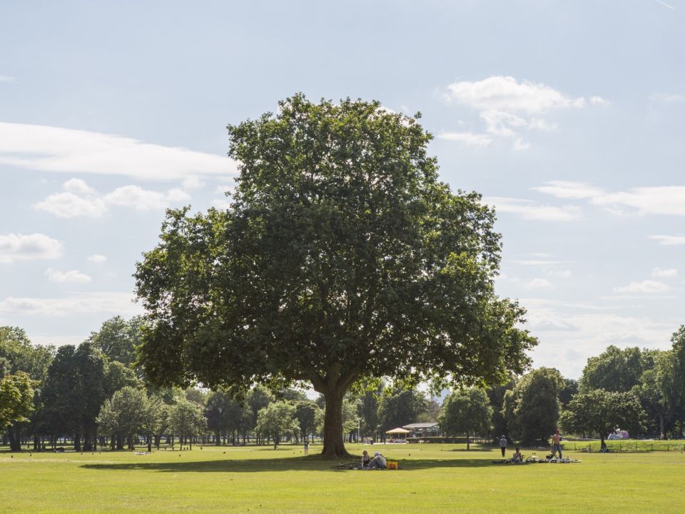 Victoria Park in East London on a hot day, with a large tree in the middle of the field and people sitting underneath