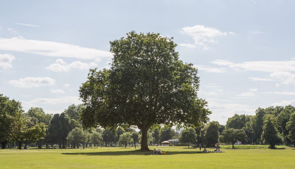 Victoria Park in East London on a hot day, with a large tree in the middle of the field and people sitting underneath