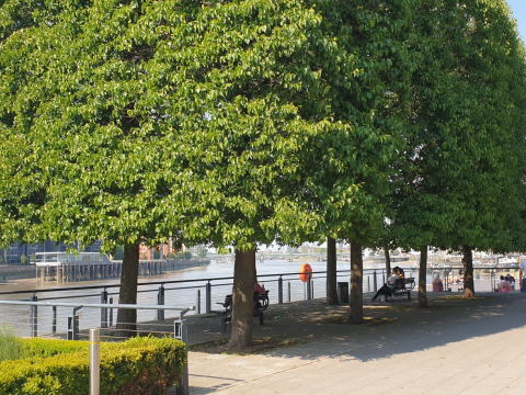 Urban trees on the bank of the Thames river in London, with people seeking respite in their shade