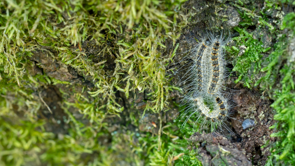 Oak processionary moth