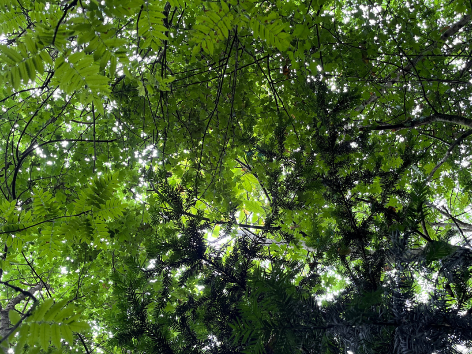 Climate change threats to British trees