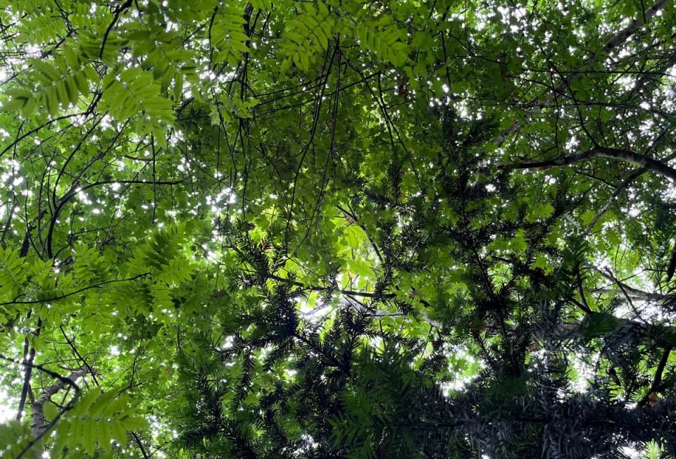 Native British Tree Leaves