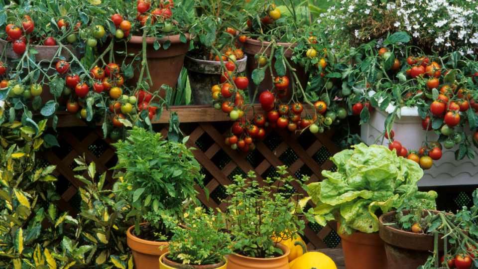 Growing vegetables in small spaces 1