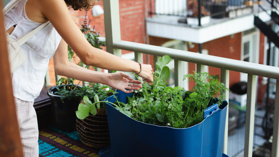 Growing vegetables in small spaces 2