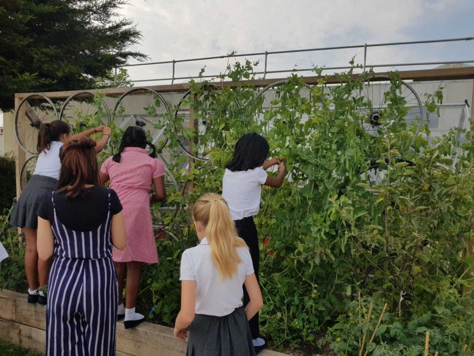 Children Picking Beans At Cherry Tree Primary