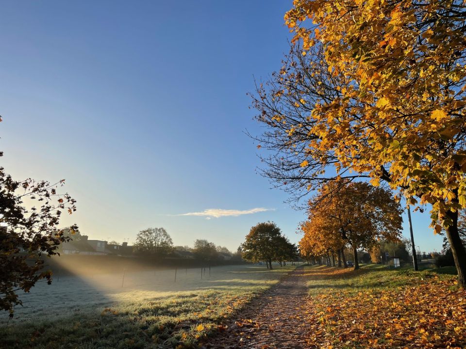 Trees in Autumn