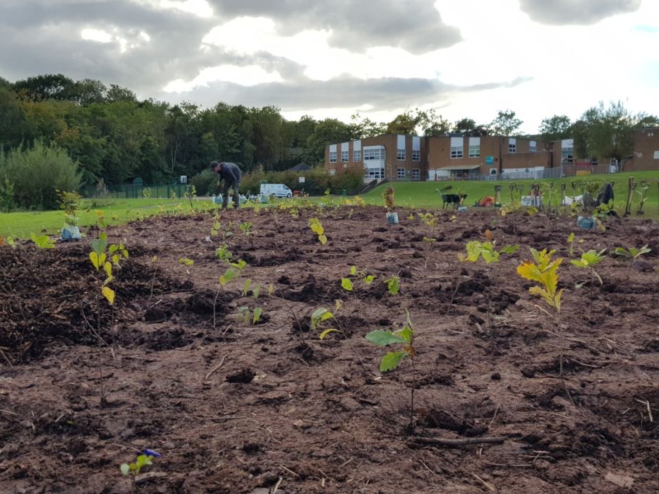 Tree for Cities is bringing the National Forest to Cardiff schools