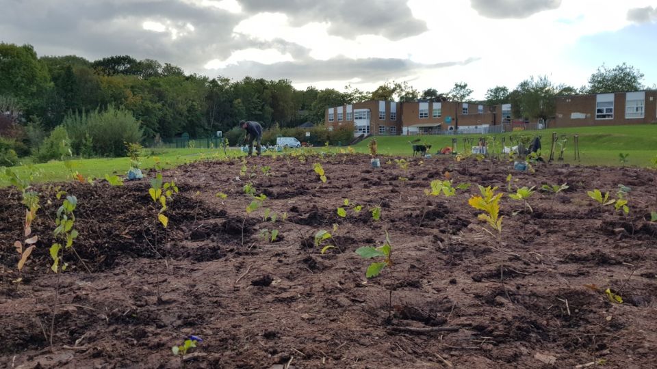 Tree saplings at Springwood Primary School