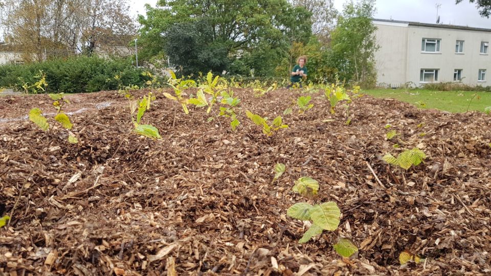 Tree sapling closeups at Springwood Primary School