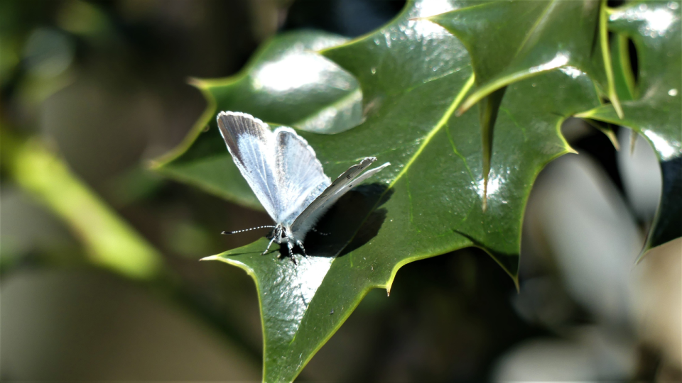 holly blue butterfly on a holly leaf