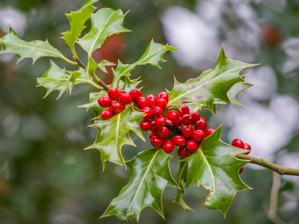 holly berries on a holly tree