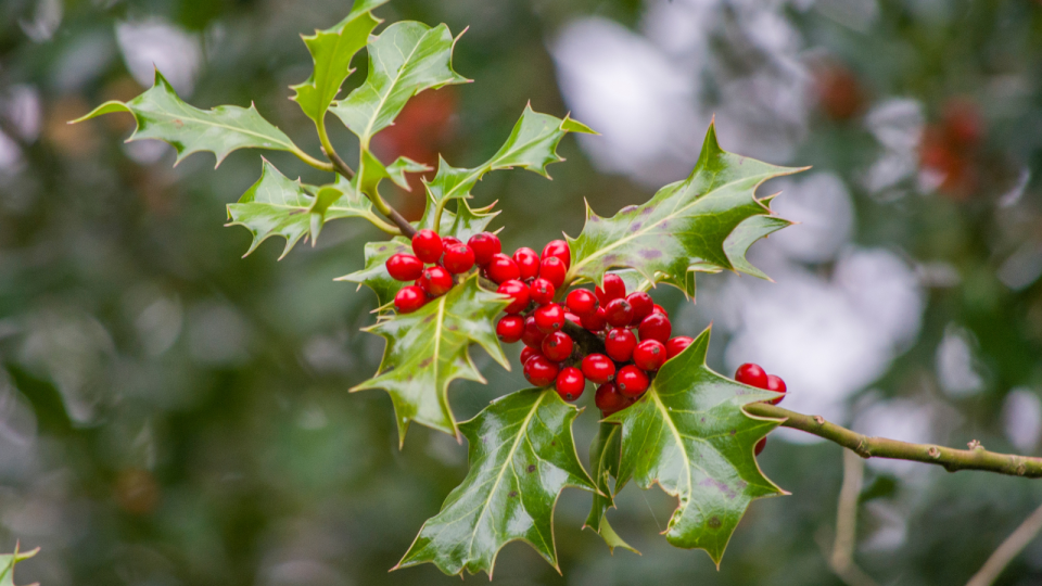 holly berries on a holly tree