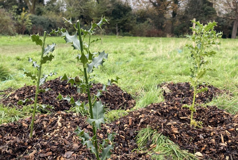 young holly saplings in the ground surrounded by mulch