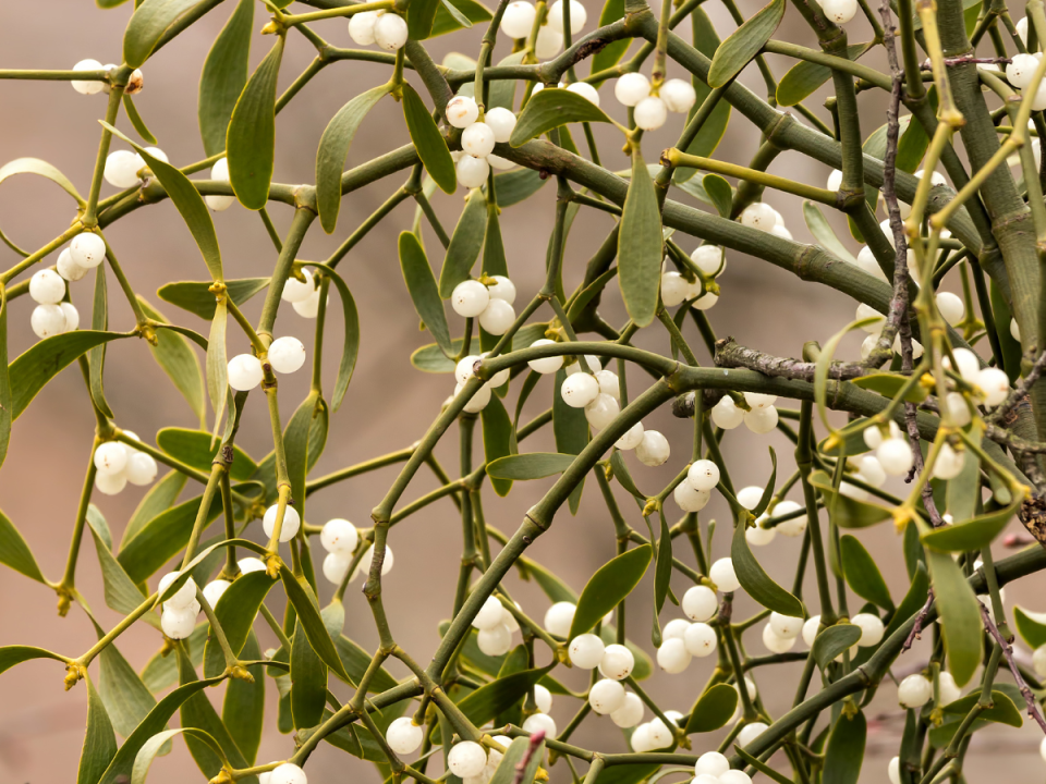 Going toe to toe with mistletoe