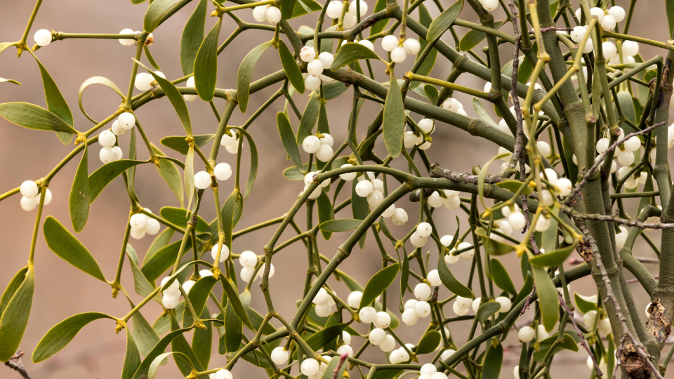 Mistletoe Viscum album