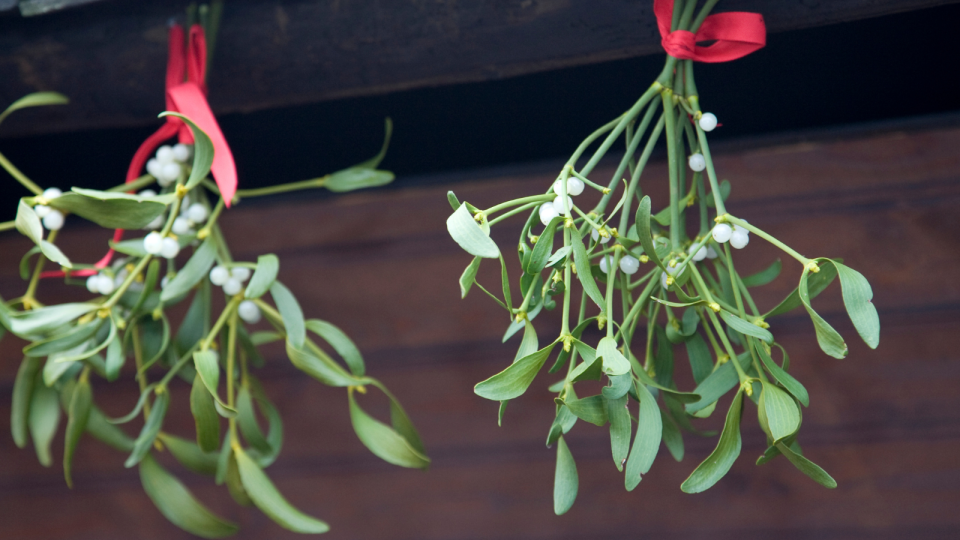 Mistletoe hanging