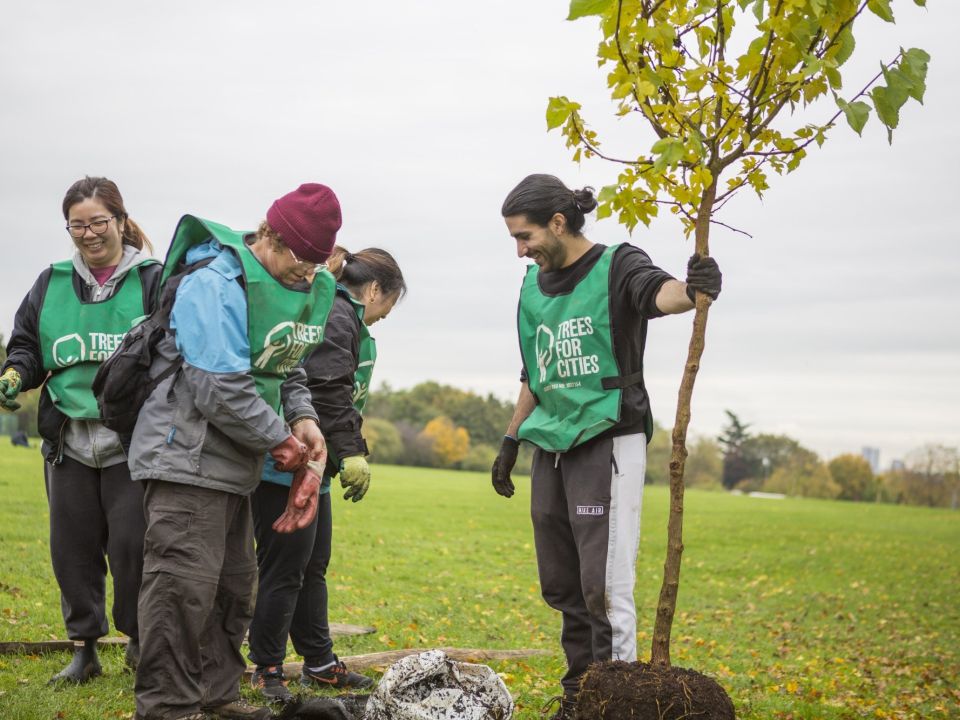 New Trees for Jubilee Park