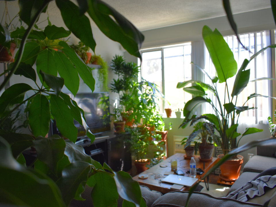 8 Trees You Can Have As Houseplants