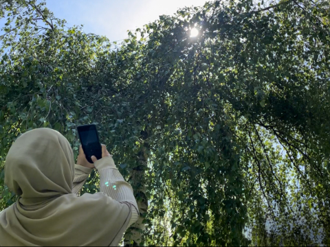 A person holding a phone up to a tree to take a photo