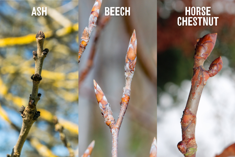 Winter ID Buds and Twigs