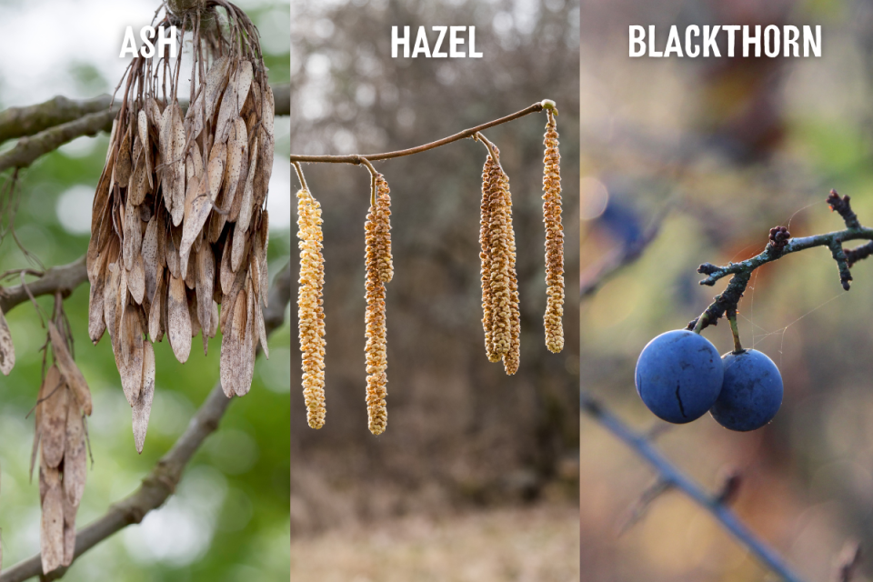 Winter ID Fruits Seeds and Flowers