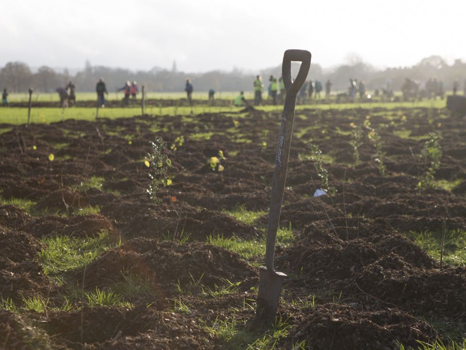 Saplings in a field at a Trees for Cities planting event