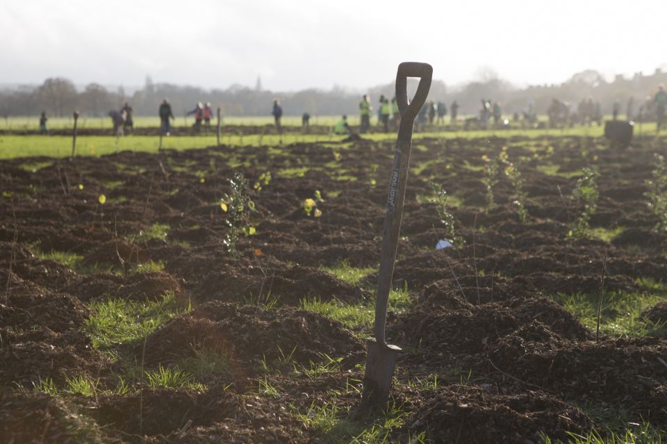 Saplings in a field at a Trees for Cities planting event