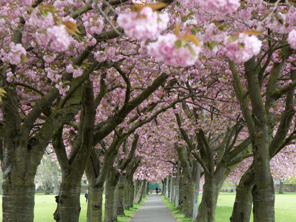 Best places to see urban blossom in the UK