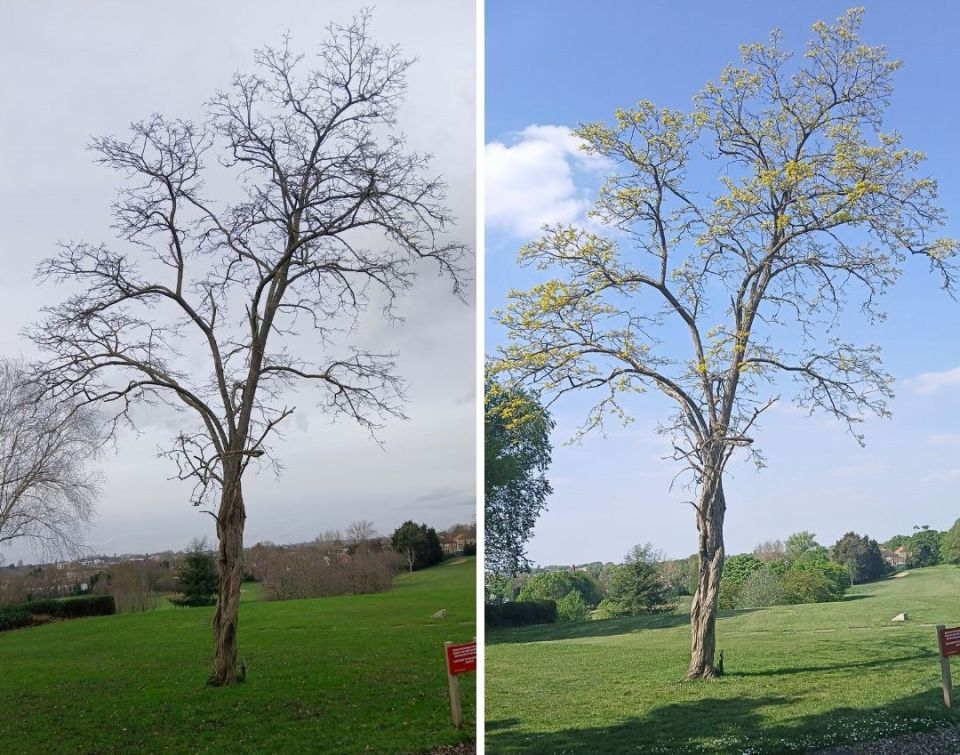 Urban Tree Watch Annette W