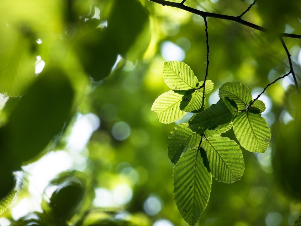 Intreeducing: The Beech