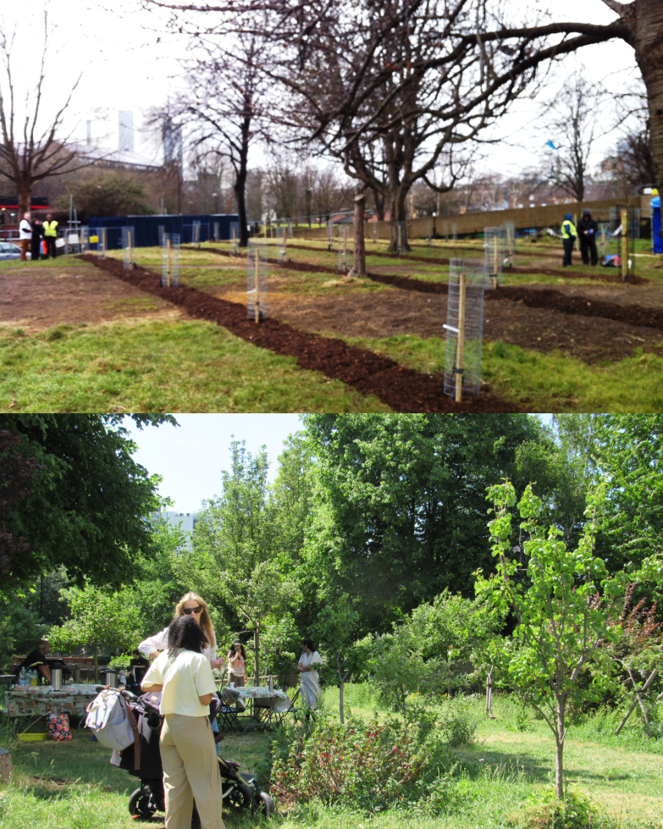 St Georges Estate orchard before and after photos