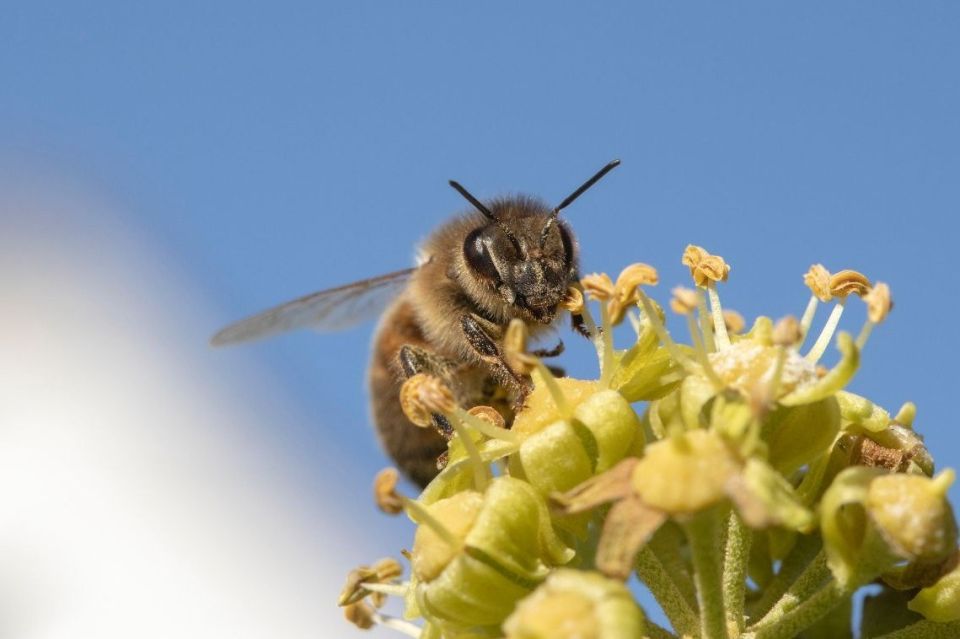 Colletes hederae