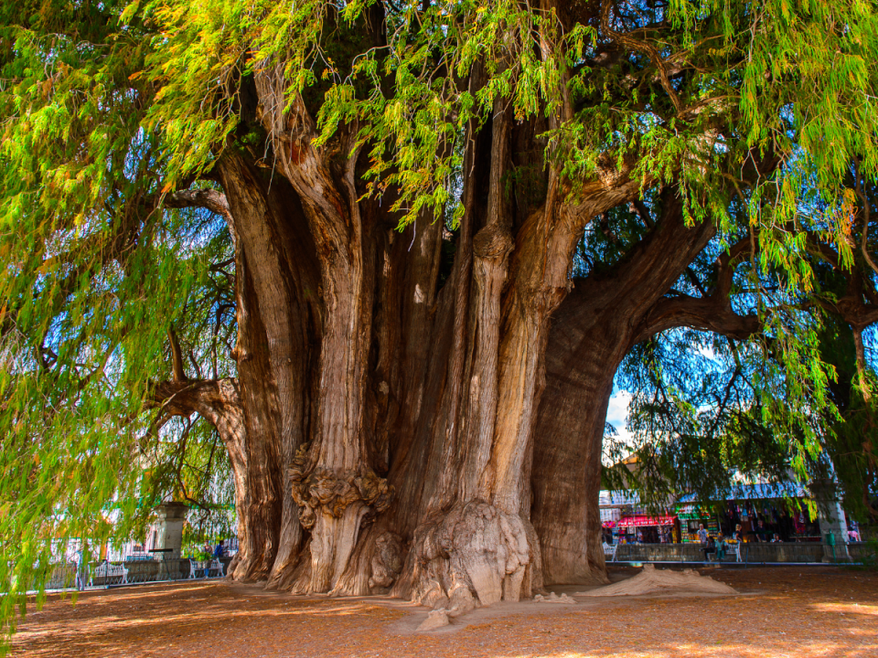 El Arbol de Tule