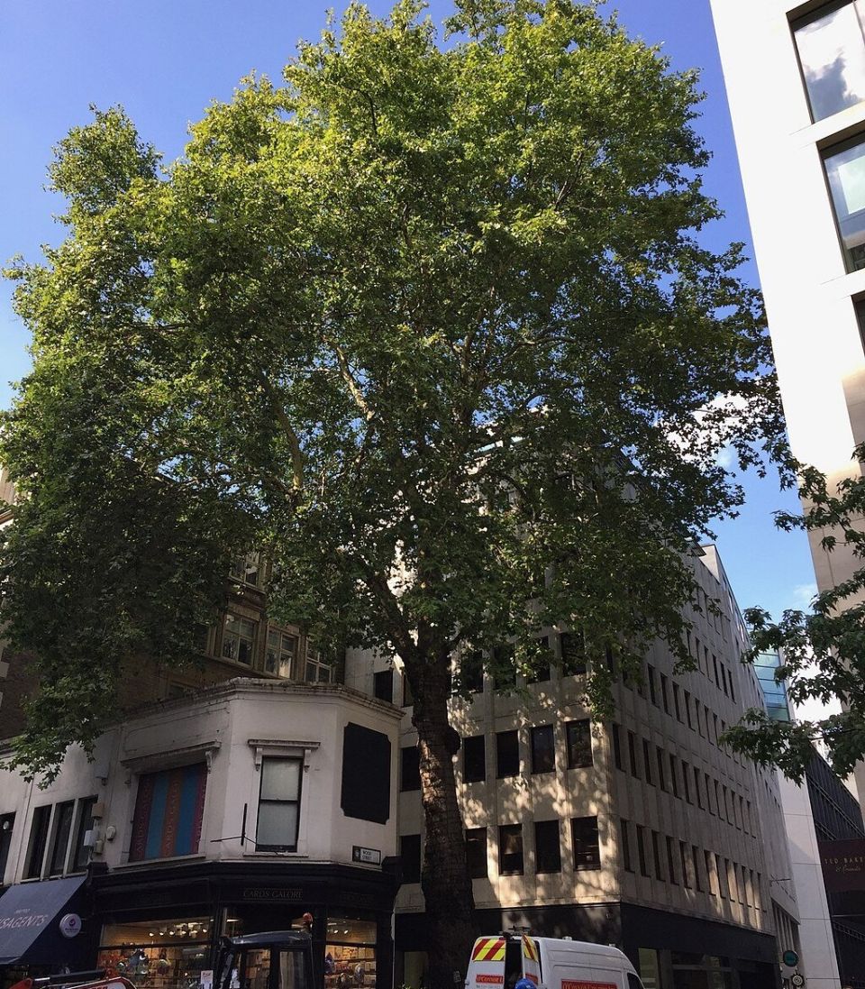 1024px Cheapside plane tree