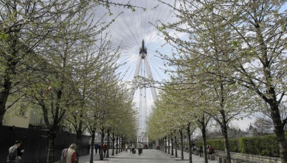 London Eye Trees