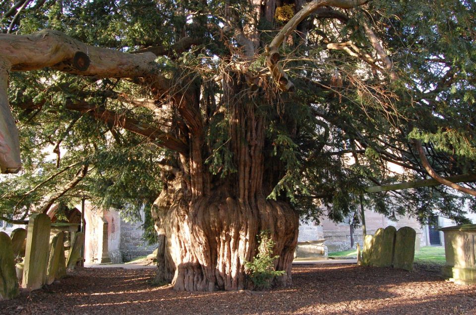 pagan tree