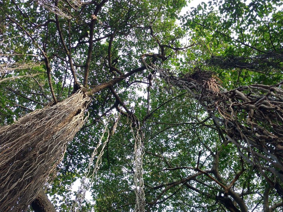 Sacred trees