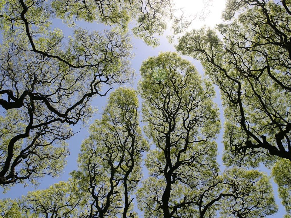 Crown shyness