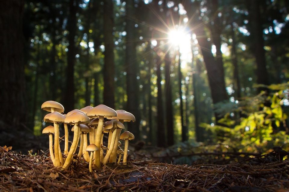 Fungi And Trees