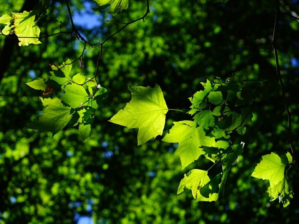 A Beginners guide to urban ‘Forest Bathing’