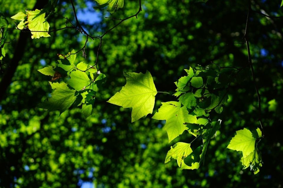 Plane Leaf