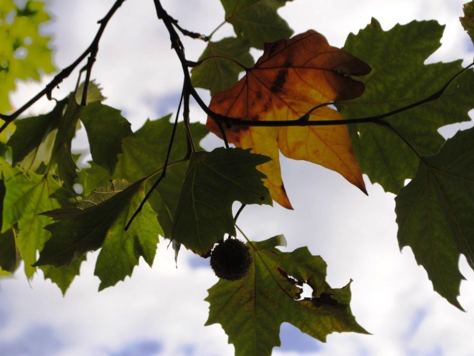 How one tree can transform urban mental health